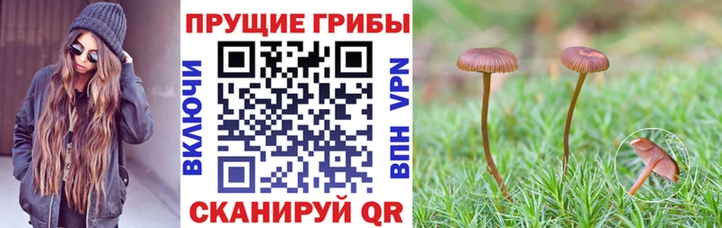 купить наркотики цена  Кольчугино  Псилоцибиновые грибы ЛСД 