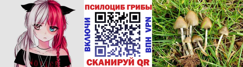 Псилоцибиновые грибы GOLDEN TEACHER Кольчугино